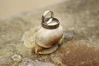 /album/svadby/img-2406d-jpg/