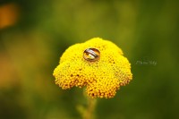 /album/svadby/mg-2295-jpg/