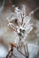 /album/svadby/dz5b7895-jpg/